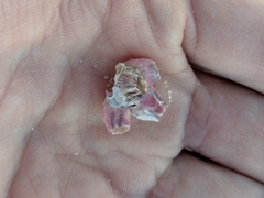 Amphibalanus reticulatus