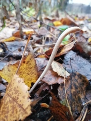 Macrotyphula fistulosa