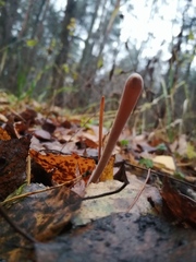 Macrotyphula fistulosa