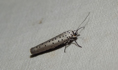 Yponomeuta fumigatus