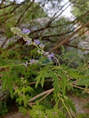 Vitex negundo heterophylla