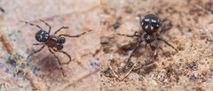 Microdipoena jobi
