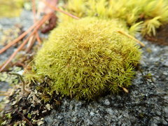 Hymenoloma crispulum