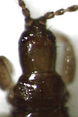 Carientothrips loisthus
