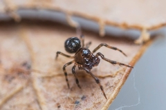 Microdipoena jobi