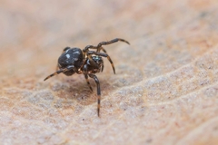 Microdipoena jobi