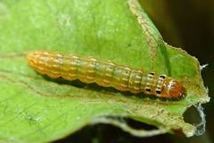 Hemiscopis sanguinea