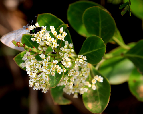 Image of Gymnosporia markwardii by (c) Wynand Uys, some rights reserved (CC BY)