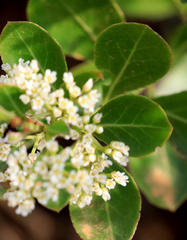 Gymnosporia markwardii