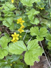 Waldsteinia ternata