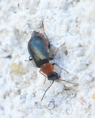 Ebaeus thoracicus