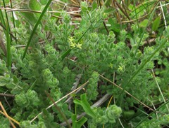 Galium californicum