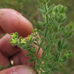 Galium californicum