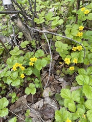 Waldsteinia ternata