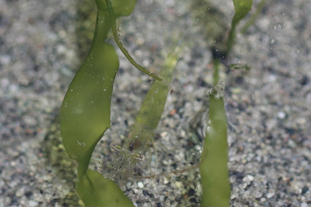 Sitka coastal shrimp