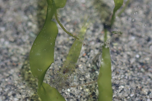Sitka coastal shrimp