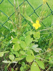 Chelidonium majus