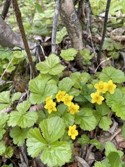 Waldsteinia ternata