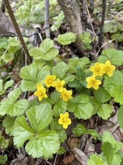 Waldsteinia ternata