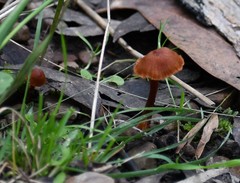 Marasmius elegans