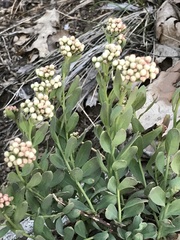 Comandra umbellata californica
