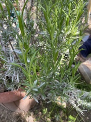 Lavandula angustifolia