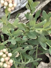 Comandra umbellata californica