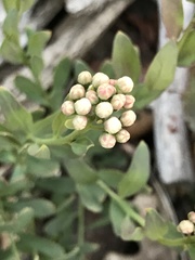 Comandra umbellata californica