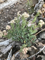 Comandra umbellata californica