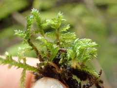 Brachythecium frigidum