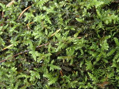 Brachythecium frigidum