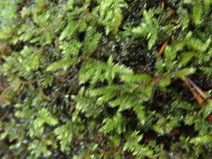 Brachythecium frigidum