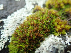 Schistidium maritimum