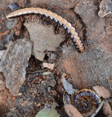 Isocladosoma maculatum