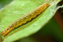 Hemiscopis sanguinea