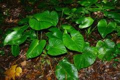 Homalomena philippinensis