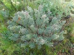 Xiphotheca elliptica