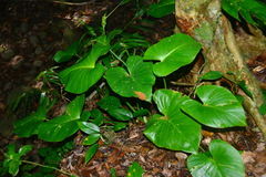 Homalomena philippinensis