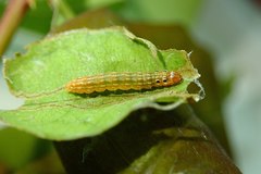Hemiscopis sanguinea