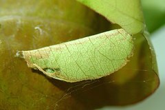 Hemiscopis sanguinea