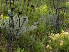 Xiphotheca elliptica