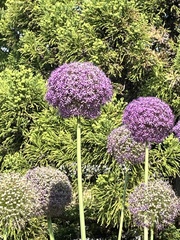 Allium giganteum