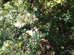 Coprosma pseudocuneata