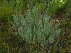 Xiphotheca elliptica