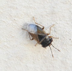 Geocoris megacephalus