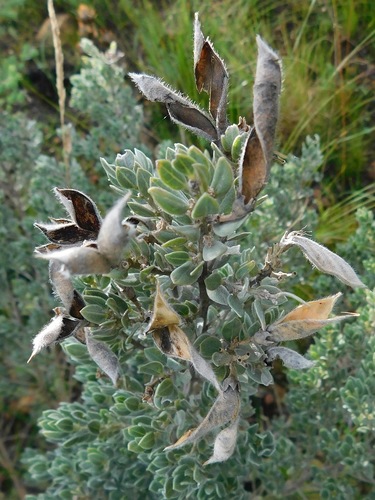 Elliptic SIlverpea (Xiphotheca elliptica)
