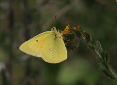 Colias occidentalis