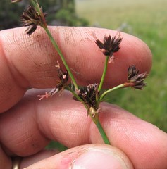 Juncus phaeocephalus