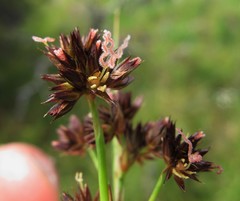 Juncus phaeocephalus