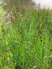 Juncus phaeocephalus